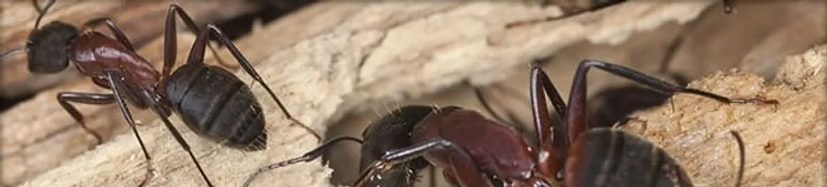 Close-up of ants on wood showing an active ant infestation in Pittsburgh, PA