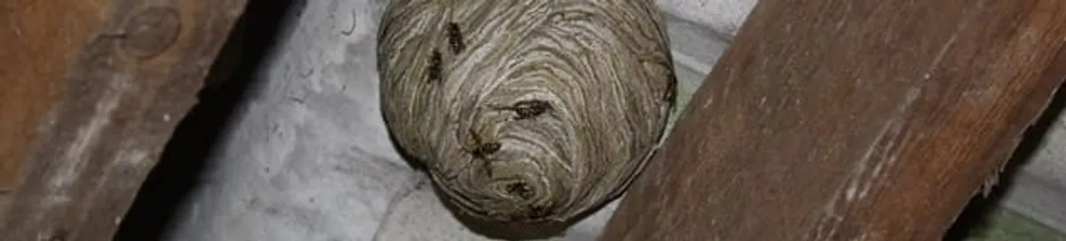 Wasp nest in an attic space, a common home infestation risk in Pittsburgh, PA