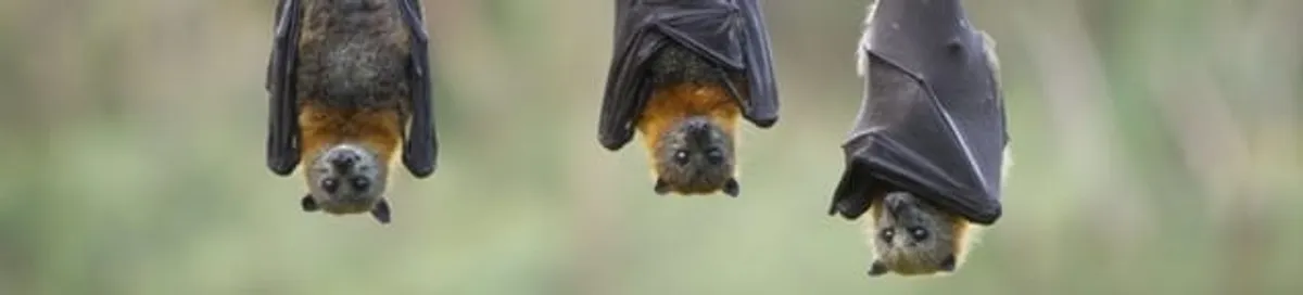 Bats roosting together, a common sign of a bat infestation in Pittsburgh, PA