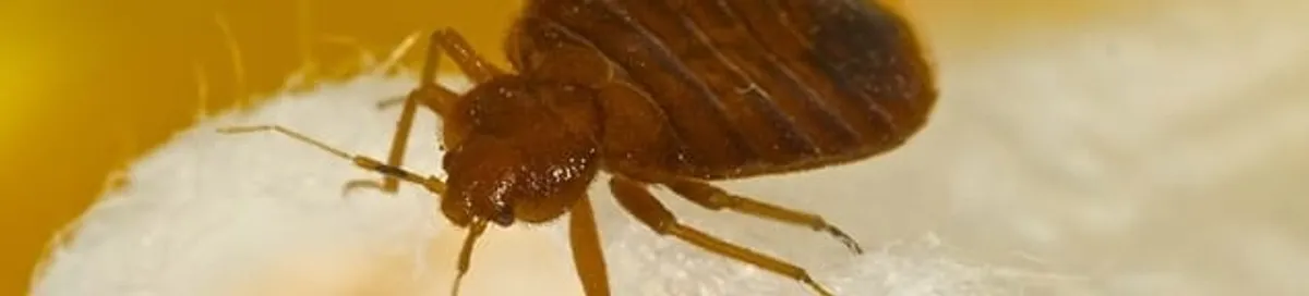 Close-up of a bed bug, a sign of an active infestation in Pittsburgh, PA