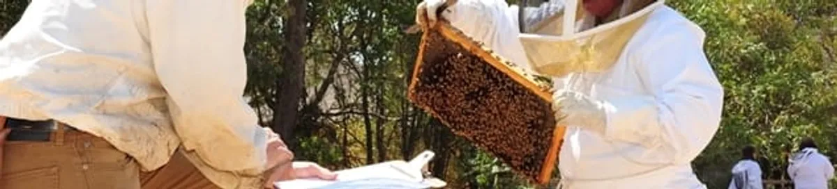 Bee removal specialists relocating a hive and honeycomb safely in Pittsburgh, PA