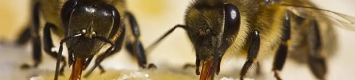 Close-up of honey bees, a sign of a nearby hive in Pittsburgh, PA