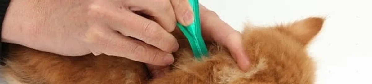 Flea treatment for pets using a flea comb, a sign of flea problems in Pittsburgh, PA