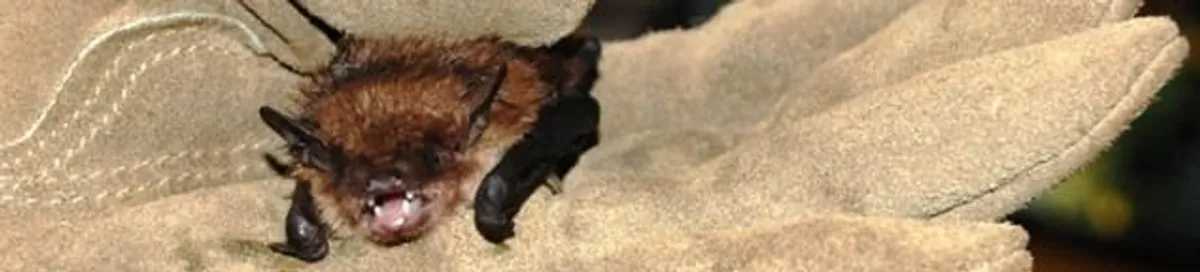 Bat removal specialist holding a bat safely during humane exclusion in Pittsburgh, PA
