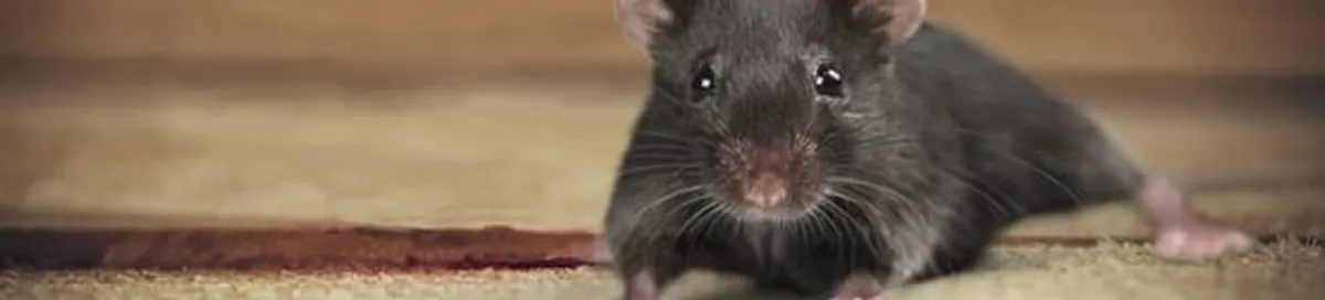 Mouse indoors, a common sign of a rodent infestation in Pittsburgh, PA