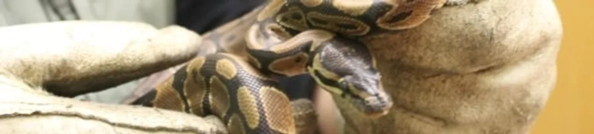 Snake removal specialist safely handling a snake with protective gloves in Pittsburgh, PA