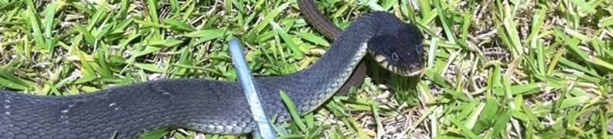 Snake in a yard, a common sign of a snake problem near a home in Pittsburgh, PA