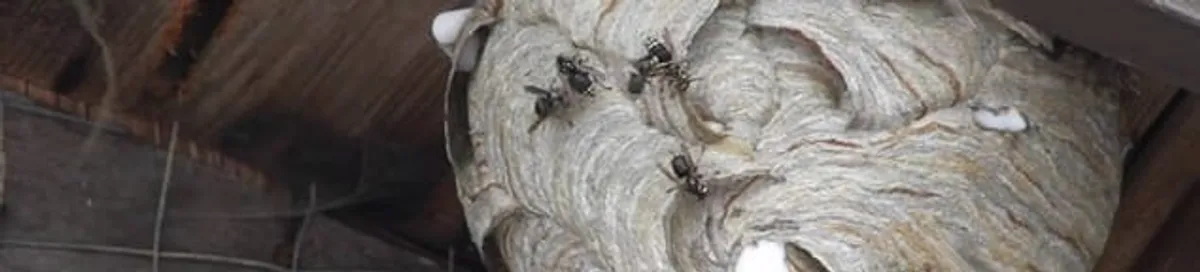Close-up of a wasp nest with active wasps, a sign of an infestation in Pittsburgh, PA